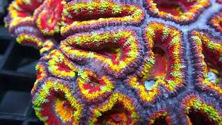 Ultra Rainbow Acans