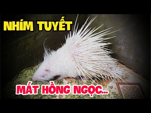 Sững Sờ Trước Vẻ Đẹp Của Bầy Nhím Bạch Tạng Có 1 Không 2 | White Albino Porcupine