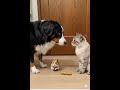 A dog, a cat, and a hamster — sharing one tiny treat.
