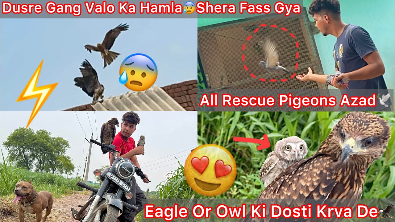 Finally Owl Or Shera Ki Friendship Hogye😍Shera Ki Jaan Khatra Mai Aagye😨Dusre Gang Valo Ka Hamla😡🦅
