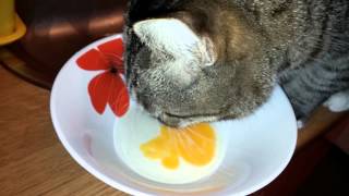 cat eat raw egg