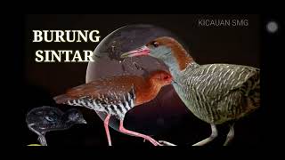 เสียงนกอัญชัน 2