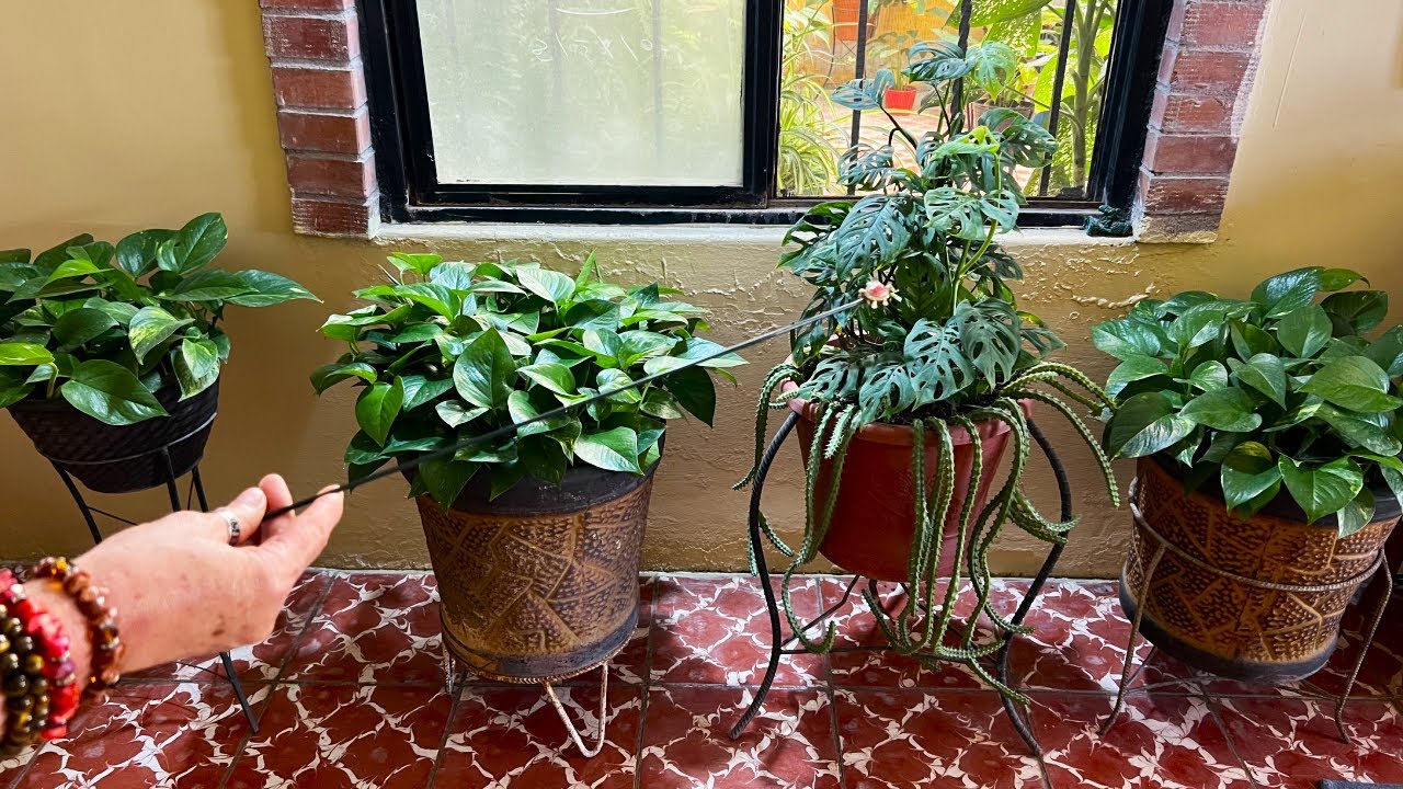 Las Plantas de Interior NECESITAN de esto...