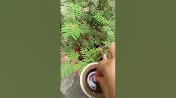 🧿🕉️शमी पेड़ के नीचे करें ये अचूक उपाय मात्र 3 दिन में मनोकामना पूरी #pradeepmishra #upay #mahadev