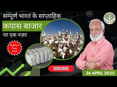 ऐसा रहा इस सप्ताह कपास का बाज़ार || Aaj ka kapas ka bajar || Weekly cotton market rate today #kapas