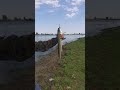 #волга#икряное#рыбалка#жерих#улов#спининг#fish#fishing#shorts#shortsvideo
