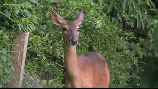 SCDNR offering temporary deer tags as hunters experience delays