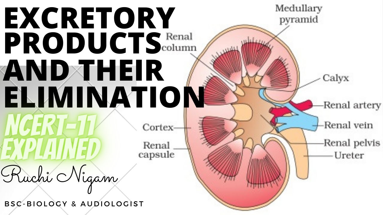 Excretory Products and their Elimination | Human Excretory System | NCERT Class 11 | [HINDI]