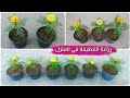 زراعة القطيفه Marigold من البذور حتي الأزهار افضل طريقة شرح علي اليوتيوب