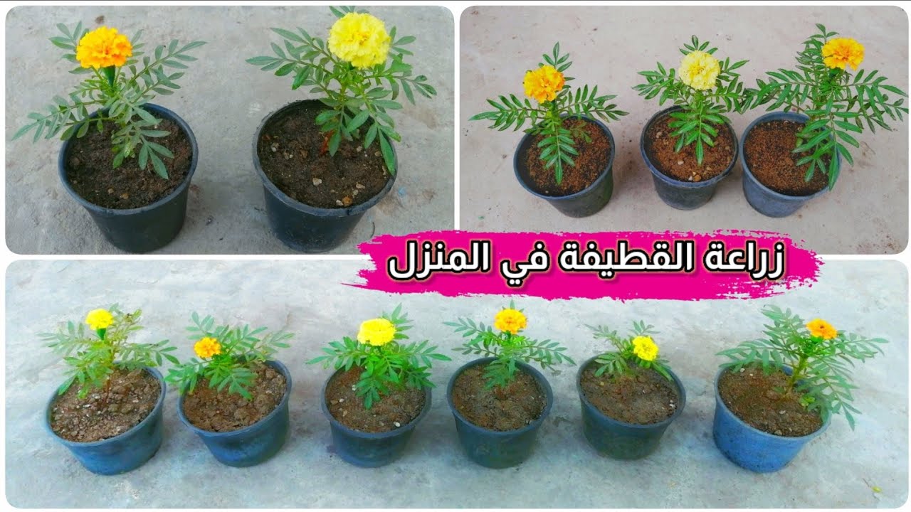 زراعة القطيفه Marigold من البذور حتي الأزهار افضل طريقة شرح علي اليوتيوب
