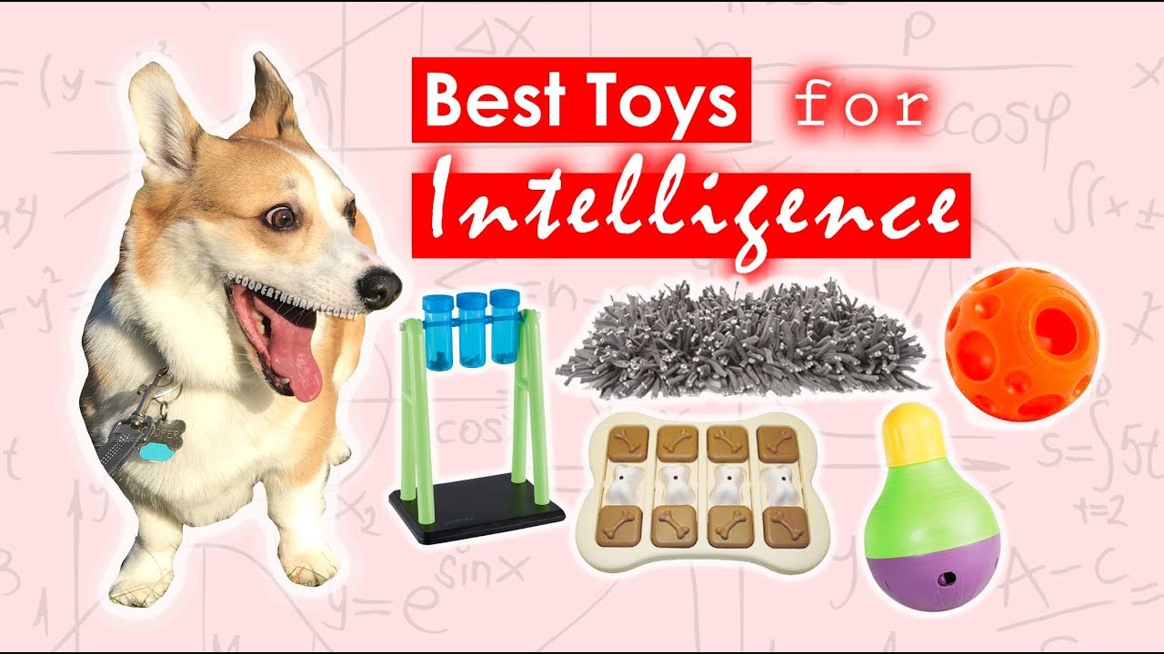 Want a Canine Einstein? Here are 8 Interactive Toys and Puzzles to Help  Improve Your Dog's IQ