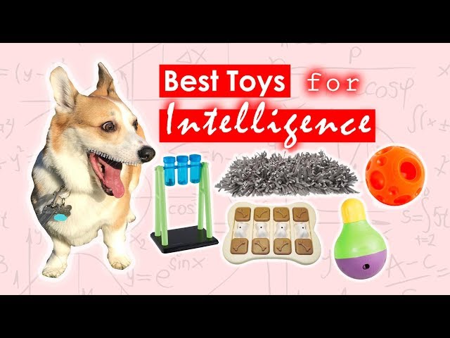 SMART DOG TOYS - Best Toys for Intelligence 