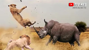 ¿Qué animal puede vencer a un rinoceronte?