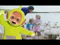 De zwanen voeren - Teletubbies Nederlands afleveringen! 3 uur