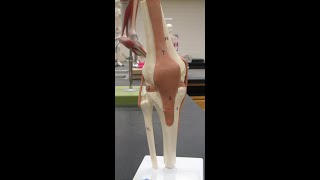 Knee Joint Model Review