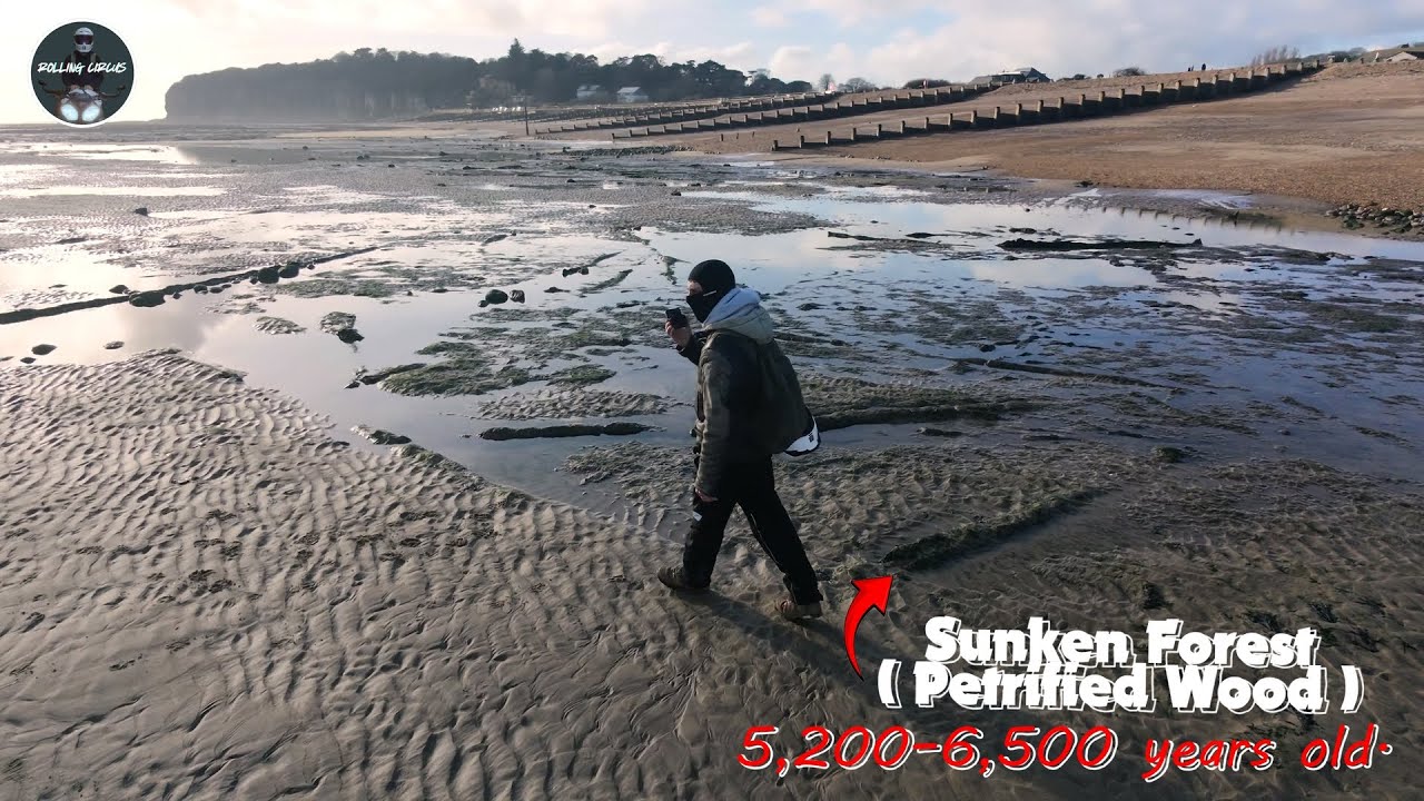 Ancient wood remains from 5,000+ years ago ( RollingCircus 