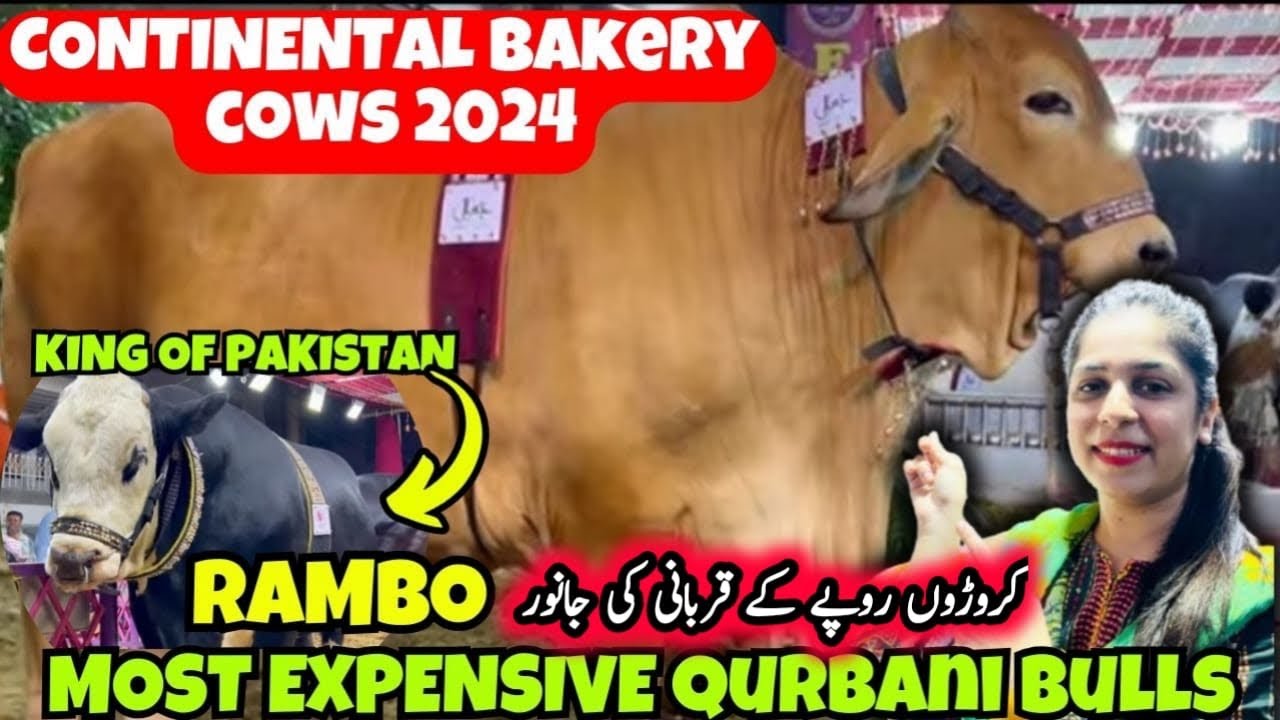Pakistan Rambo Continental Bakery Cow 2024| King of Pakistan Rambo| BAKRAEID 2024 ...