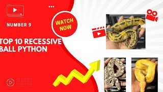 Top 10 Recessive￼ Ball Python Morphs (#9)￼