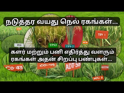 நடுத்தர வயது நெல் ரகங்கள் மற்றும் அதன் சிறப்பு பண்புகள் | Medium duration paddy varieties