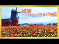 【癒やしの空間】上湧別チューリップ公園 一面の花畑に感動!