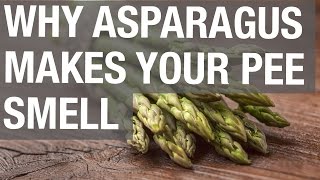 Why Asparagus Makes Your Pee Smell