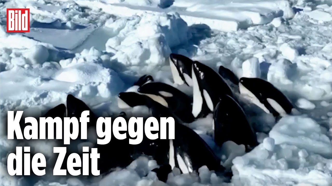 Wenn ein Orca die Zunge eines Wals fressen will