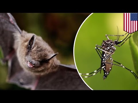 Bats vs. Zika mosquitoes: Miami Beach builds bat houses to eradicate virus - TomoNews