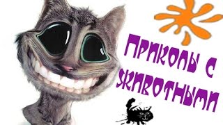 Приколы с животными. Кошки и собаки Приколы с животными. Кошки и собаки