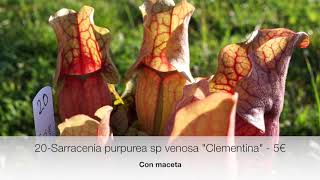 #284 Venta Extraordinaria de Sarracenia en Primavera 2020