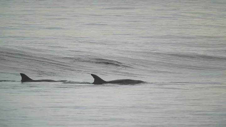 Bottle-nosed Dolphins cruising the shoreline at Li...