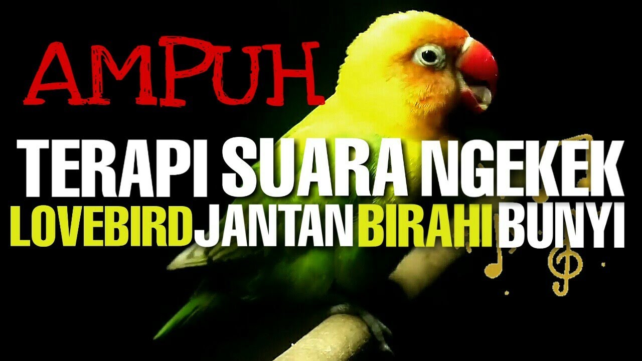 TERAPI SUARA LOVEBIRD BIRAHI UNTUK BAHAN KONSLET 
