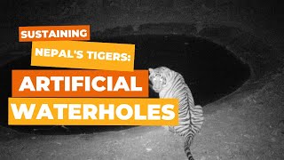 Watering the Future: Sustaining Nepal’s Majestic Tigers With Artificial Waterholes