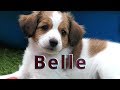 Belle, ons  Kooikerhondje の動画、YouTube動画。