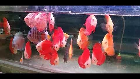 [Cá Cảnh Tuấn Phong] Cá Đĩa Bồ Câu  +  Bông Đỏ