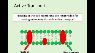 N5 Biology - 1.2 Transport Across Cell Membranes