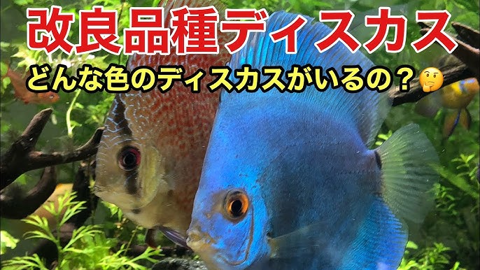 アクアリウム ディスカスとエンゼルフィッシュの引越し先を考える Youtube