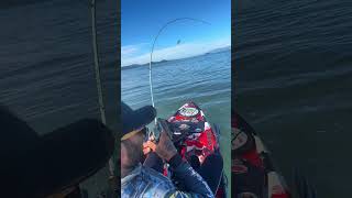 Depois de muita insistência saiu esse robalo flecha lindo ! Troféu de mais 🍀🙏🏽🤩🔥