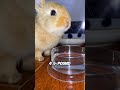 Top 10 Amazing Animal Facts 🐾