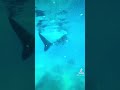水族館 セブ島 グラビアアイドル 水着 Tiktok 海 水族館 セブ島 グラビアアイドル 水着 Tiktok 海