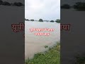 यूपी बिहार में आया भयंकर बाढ़ सारे फसल हो रहे हैं बर्बाद जय गंगा मैया फसलों की रक्षा करना #shorts