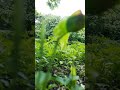 Beautiful Nature #viral #shorts #shortsviral #trending #youtubeshorts #shortvideo #trendingshorts