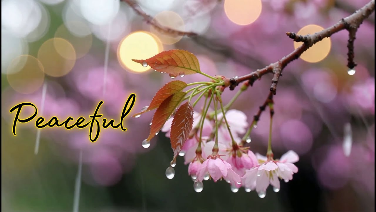 Rainy Harmony ~ Calm Cello & Piano Music for Study, Work and Relaxing Soul