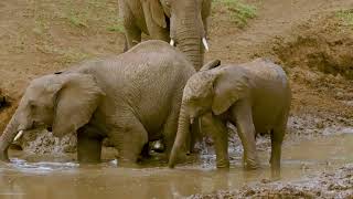 African Elephant in river 230120 Kidepo NP Uganda 1