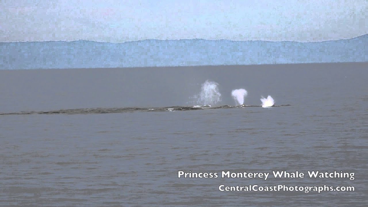 Large Pod of Gray Whales migrating through The Monterey Bay 2015