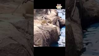 Pinguim faz seu primeiro mergulho - Animais Dublados Binho e Mel