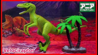 【アニア アニマルアドベンチャー】★恐竜 dinosaur AL-12 ヴェロキラプトル Velociraptor ★