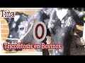 Tricofitosis o tiña en Bovinos. (Tratamiento). #Ganaderiaymuchomas #saludanimal #bovinos