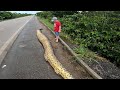 PESCANDO NA ESTRADA, FOI UM SUSTO! Anaconda Sucuri Gigante!