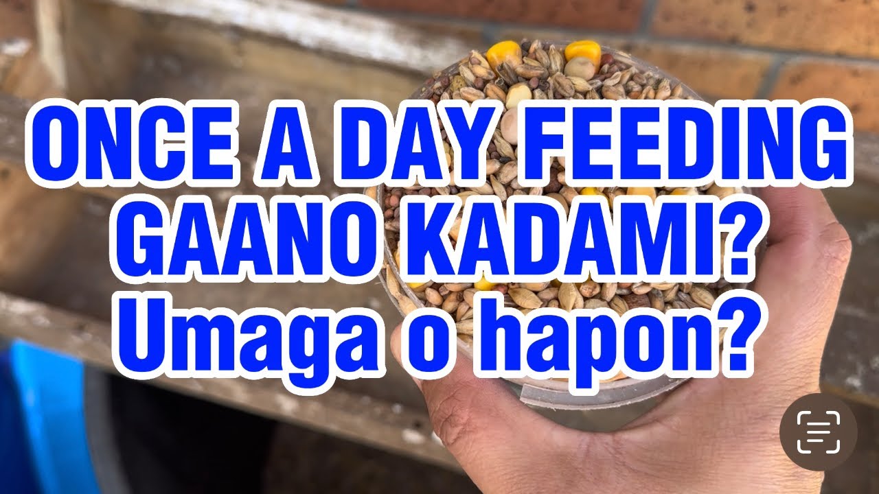 ONCE A DAY FEEDING Ni KALAPATI CHANNEL GAANO KADAMI Umaga Ba O Hapon once-a-day-feeding-ni-kalapati-channel-gaano-kadami-umaga-ba-o-hapon
