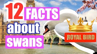 12 interesting facts about swans #swan #birds #facts